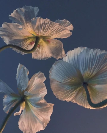 Three white poppy flowers with visible stems, petals, and seedheads, viewed from below against a blurred blue background in a botanical composition.