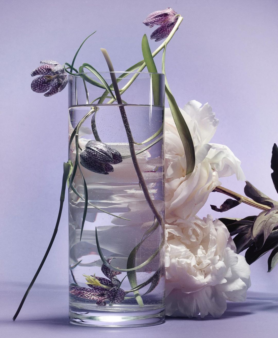 Floral arrangement featuring checkered lilies and a white peony in a clear glass vase against a light purple background.