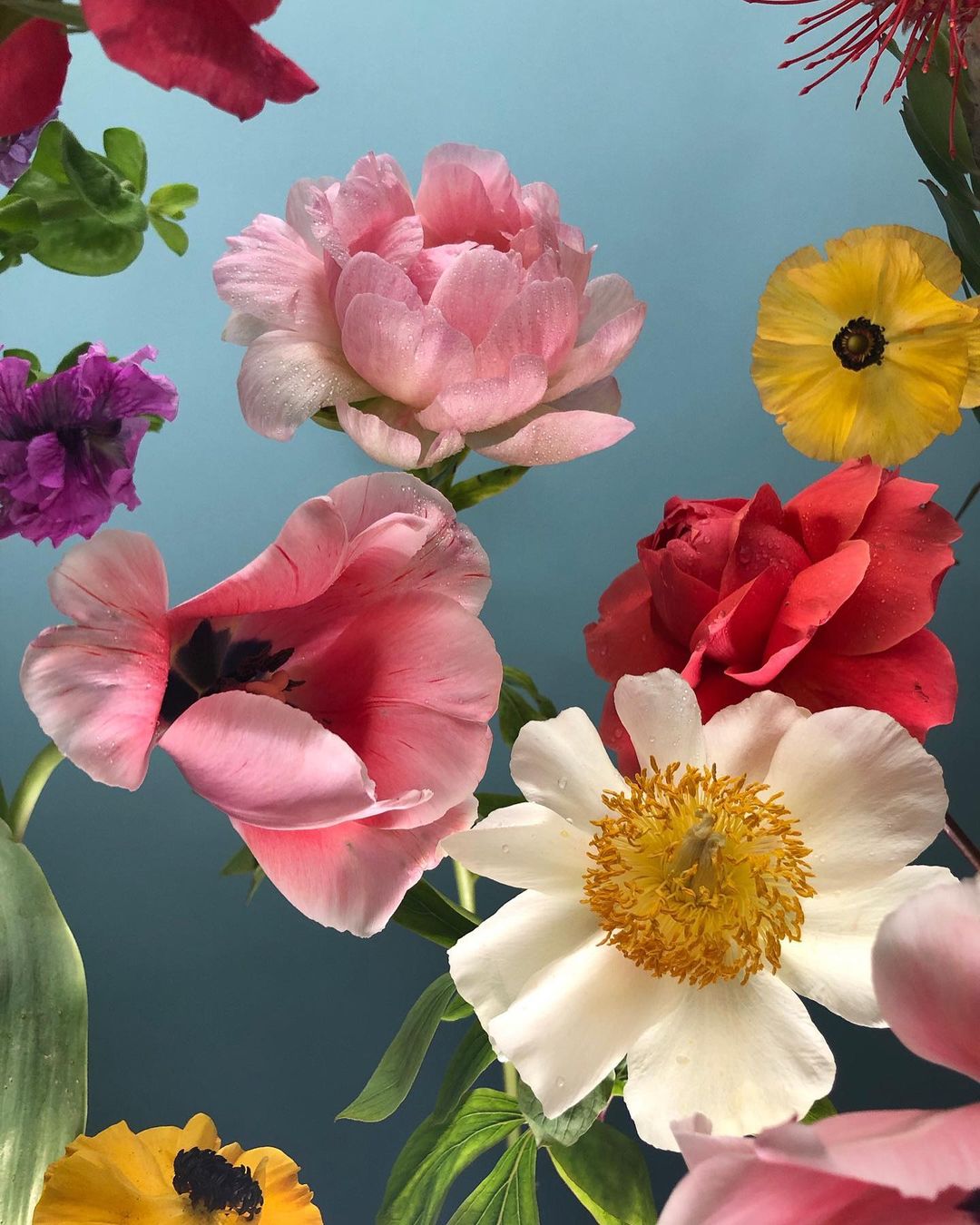 Closeup of vibrant, multicolored flowers including pink peonies, red roses, and yellow buttercups against a soft blue backdrop in an artistic arrangement.