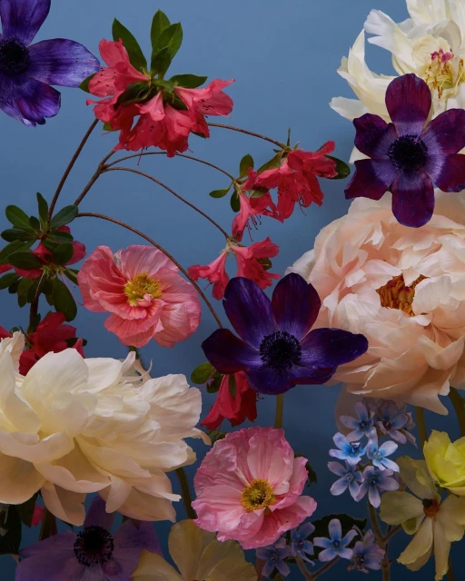 Floral still life featuring a variety of colorful flowers including peonies, poppies, and anemones arranged against a light blue background.