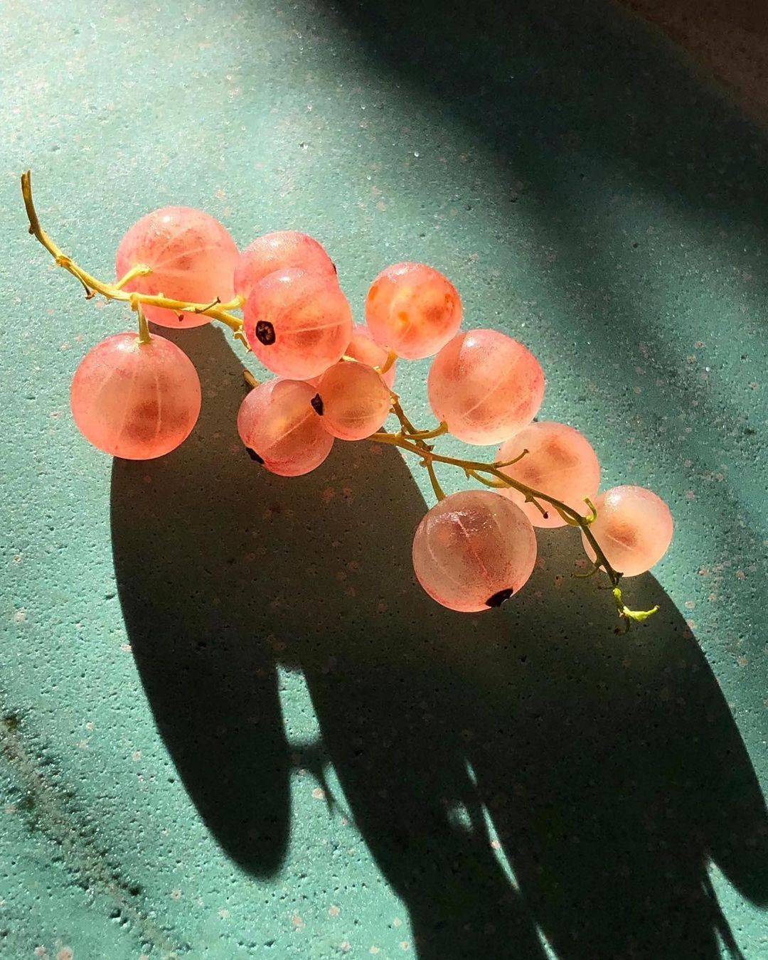 Close-up of a cluster of pink gooseberries on a branch, casting a shadow on a textured teal surface. Natural light.