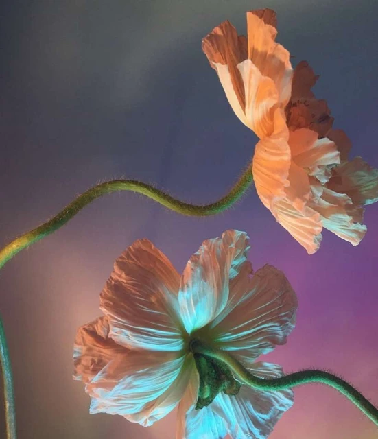 Close-up shot of two peach-colored poppies with their stems, creating an abstract floral art image against a multicolor gradient background.