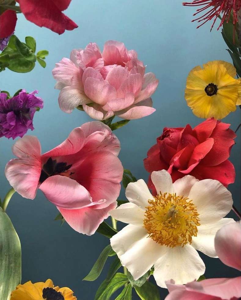 Floral arrangement featuring pink, red, and white peony flowers with yellow and purple accents against a soft blue background.