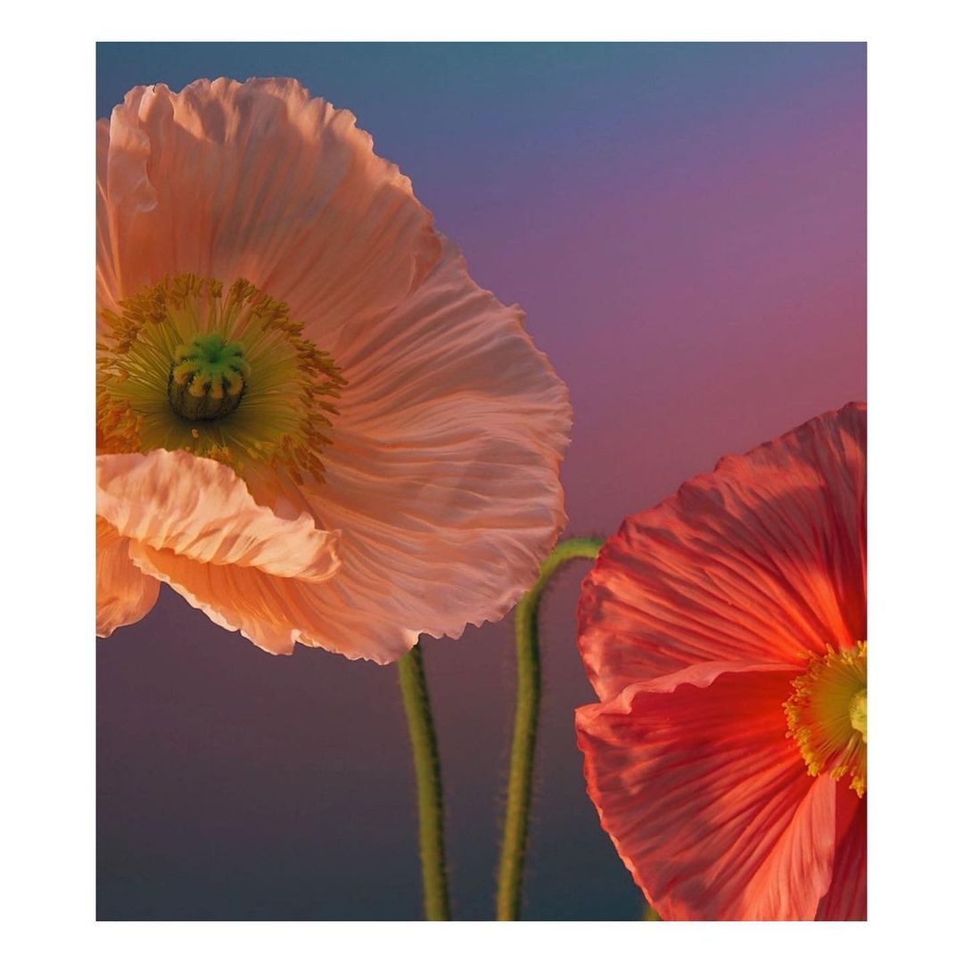 Close-up of two vibrant poppy flowers, one in peach and the other in coral, set against a softly gradient blue and purple background.