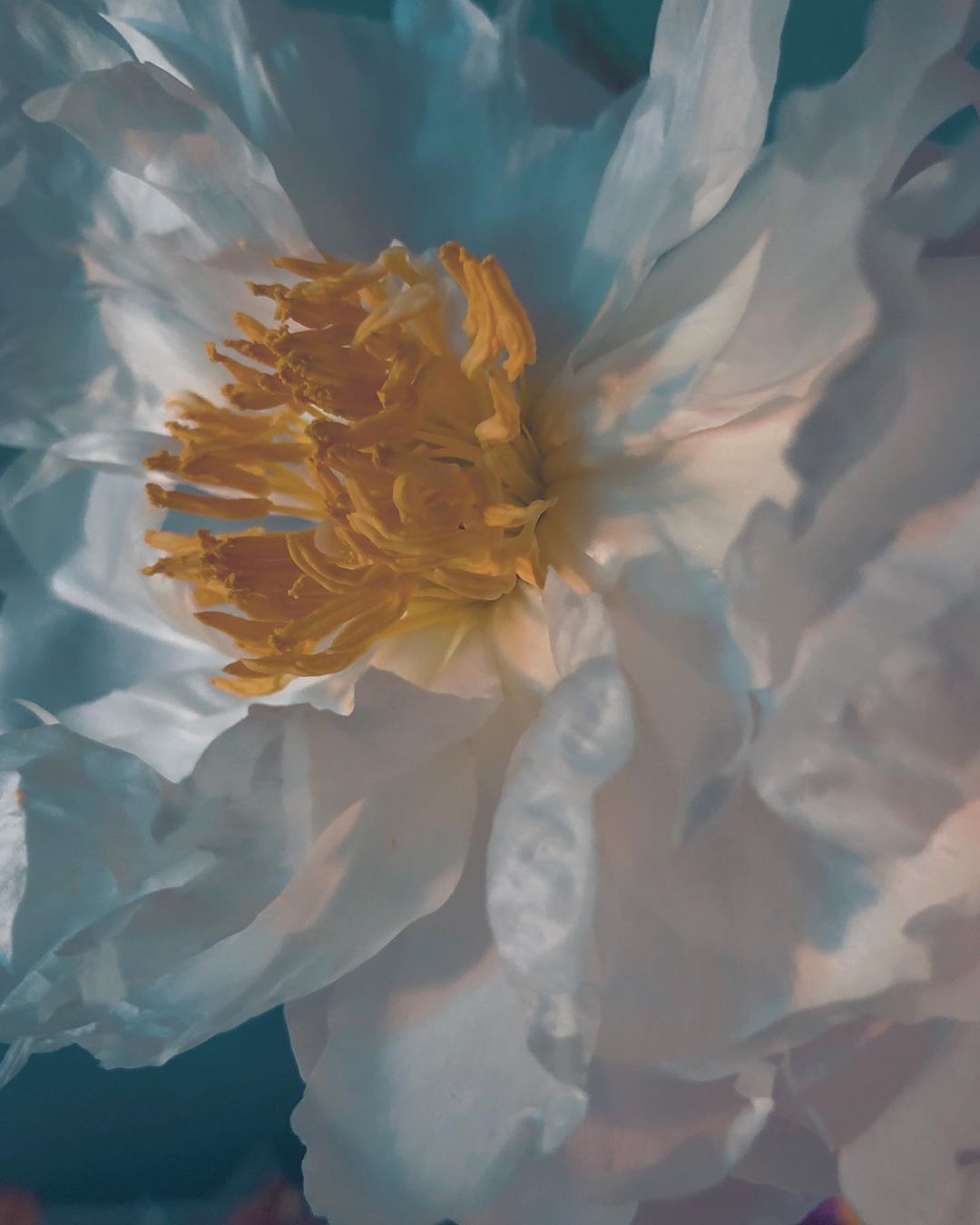 A close-up photograph of a large white flower with a yellow center, showcasing its delicate petals and textures against a soft background.