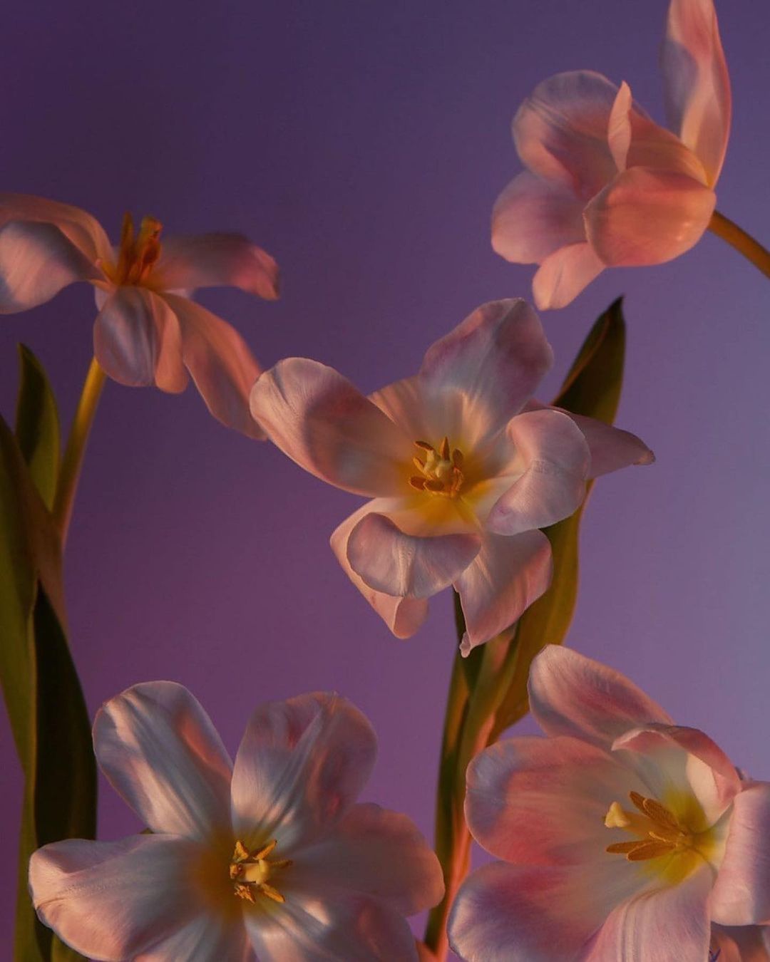 Close-up of pink and white tulips with green stems, bathed in soft, gradient lighting against a purple and blue background.