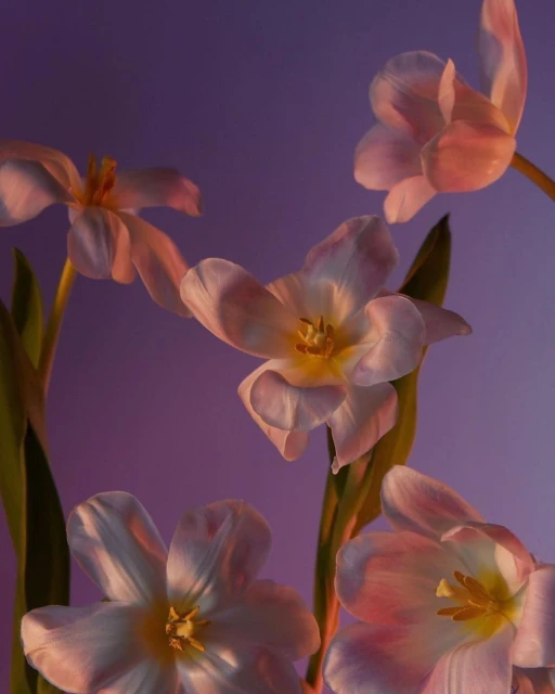 Close-up of pink and white tulips with green stems, bathed in soft, gradient lighting against a purple and blue background.