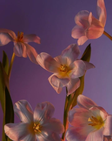 Close-up of pink and white tulips with green stems, bathed in soft, gradient lighting against a purple and blue background.