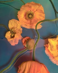 Overhead still life of peach-toned poppy flowers and fuzzy green stems against a blue surface