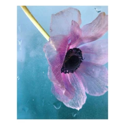 Close-up of a pink anemone flower pressed against a frosted glass surface with water droplets.