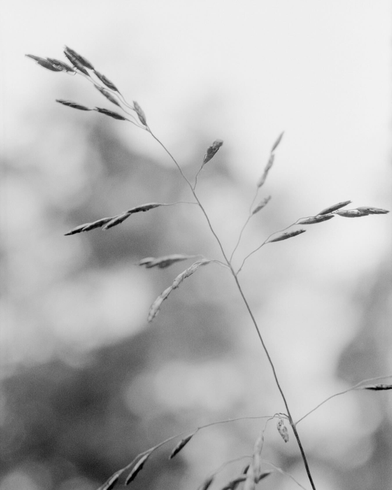Monochromatic photograph of a sprig of grass in a field, showcasing detailed textures against a softly blurred backdrop.