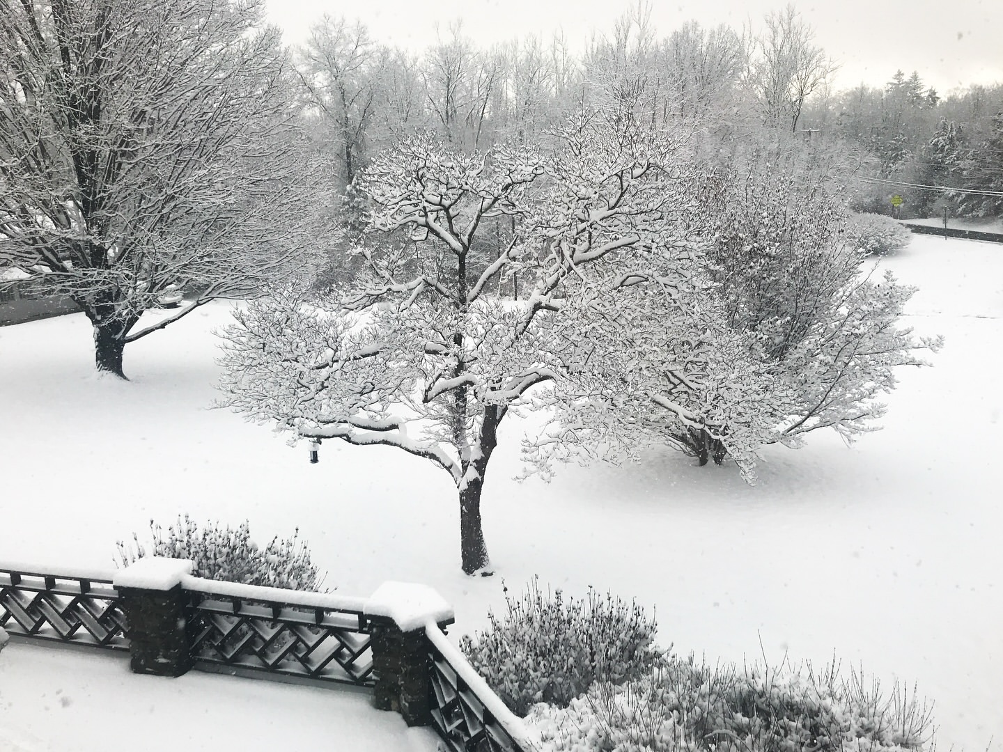 Scenic winter landscape featuring snow-covered trees and ground, creating a serene and wintry atmosphere in a natural environment.