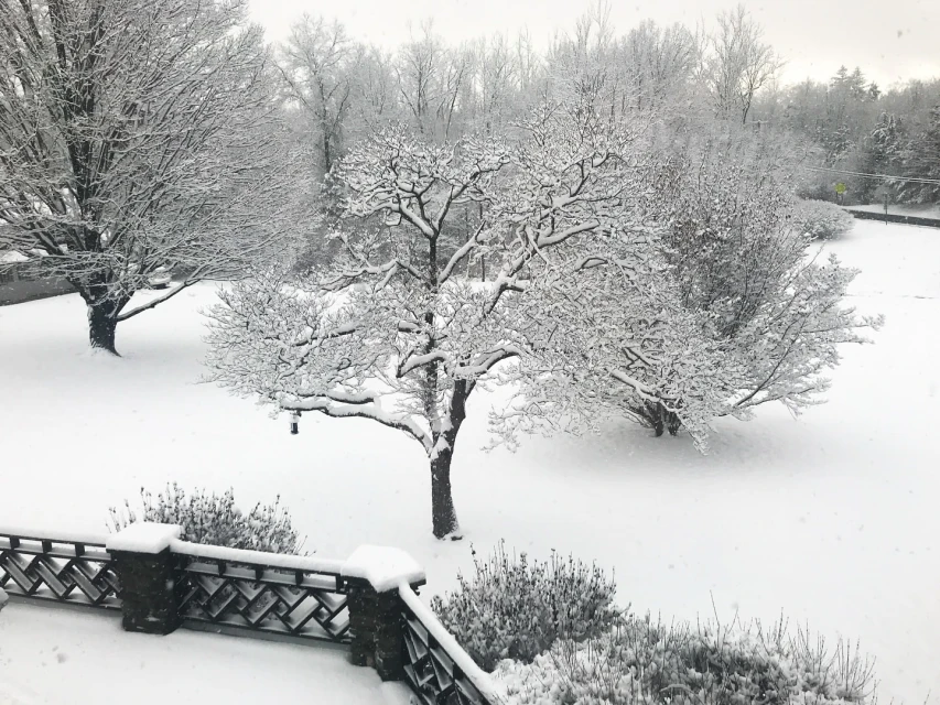 Scenic winter landscape featuring snow-covered trees and ground, creating a serene and wintry atmosphere in a natural environment.