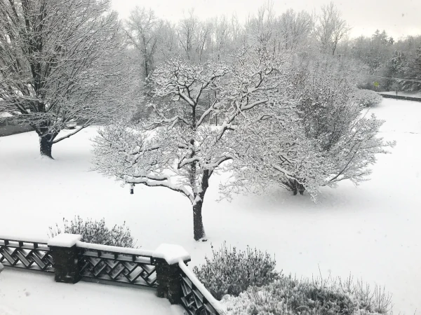 Scenic winter landscape featuring snow-covered trees and ground, creating a serene and wintry atmosphere in a natural environment.