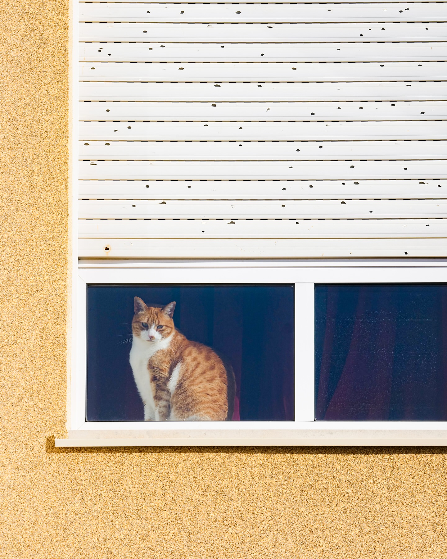 Orange and white tabby cat sitting inside window frame with white rolling shutters in background of sunny outdoor home setting.