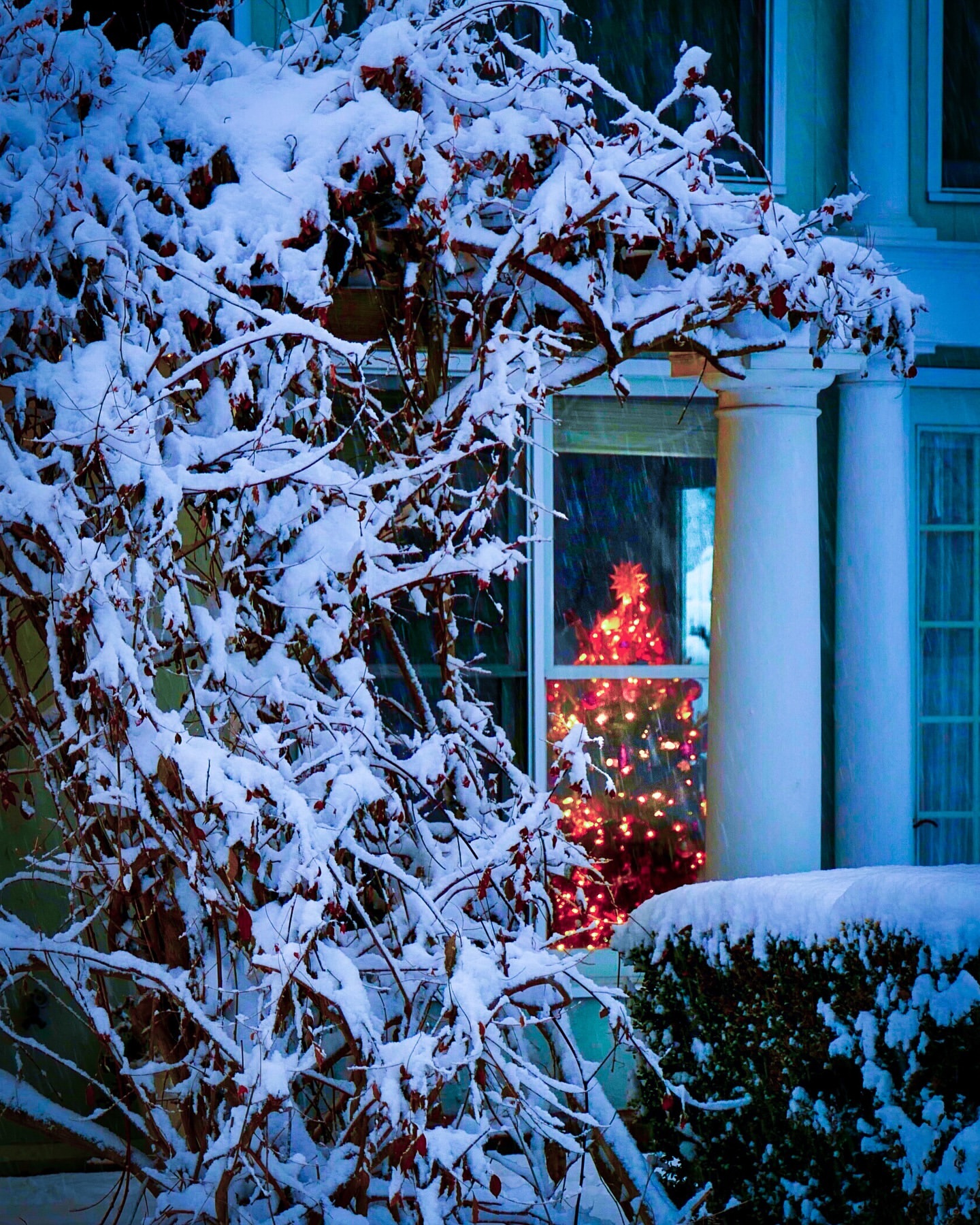 Exterior winter scene with snow-covered branches framing a window view of a brightly lit Christmas tree inside a house.