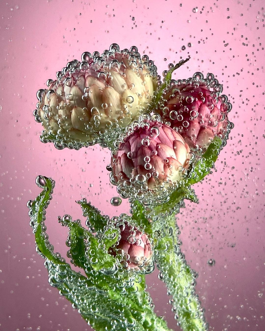 Close-up of a flower covered in water bubbles against a pink background, showcasing the beauty and detail of nature's creations.