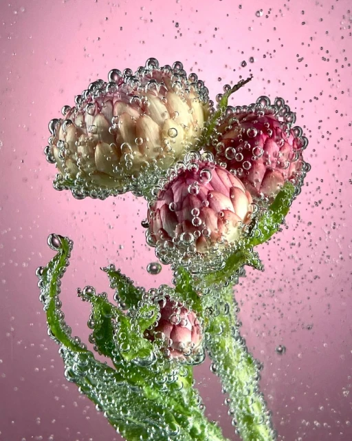 Close-up of a flower covered in water bubbles against a pink background, showcasing the beauty and detail of nature's creations.