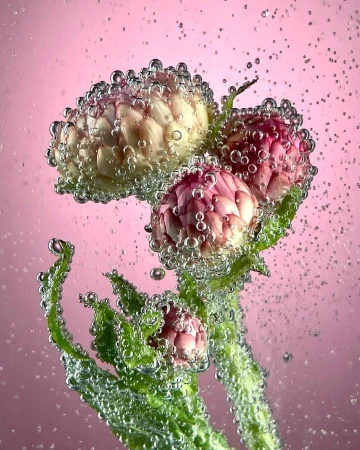 Close-up of a flower covered in water bubbles against a pink background, showcasing the beauty and detail of nature's creations.