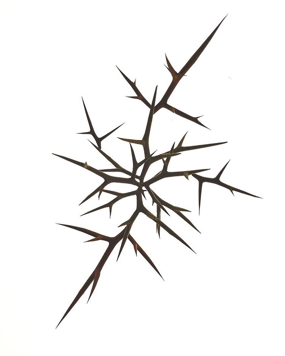 Thorny branch with sharp spikes against a white background, botanical illustration for design or nature concept, close-up studio shot.