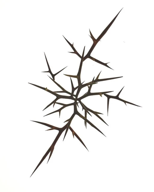 Thorny branch with sharp spikes against a white background, botanical illustration for design or nature concept, close-up studio shot.