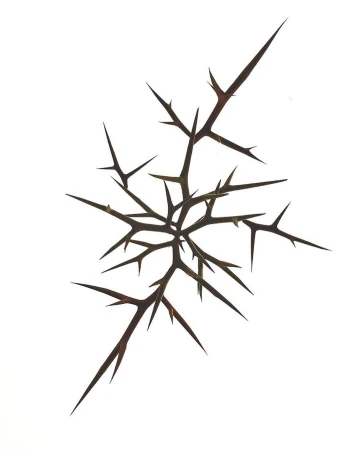 Thorny branch with sharp spikes against a white background, botanical illustration for design or nature concept, close-up studio shot.