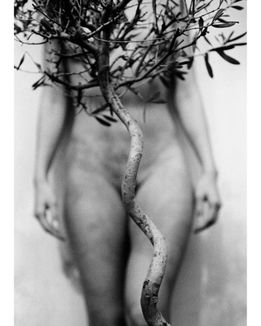Monochrome artistic nude photo of an adult female figure standing behind a small tree with leafy branches, set against a plain background.