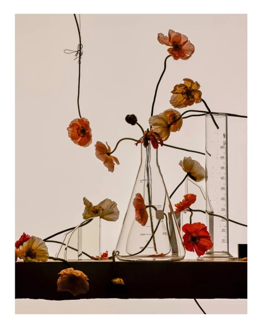 Still life featuring poppy flowers arranged in clear glass beakers and vases on a dark shelf against a gradient beige background.