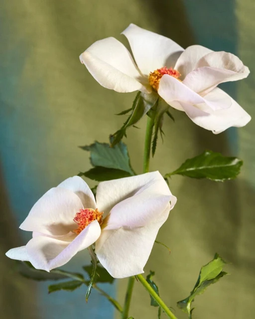 Close-up of two white roses with green leaves and stems against a soft green backdrop, showcasing delicate floral details in natural light.