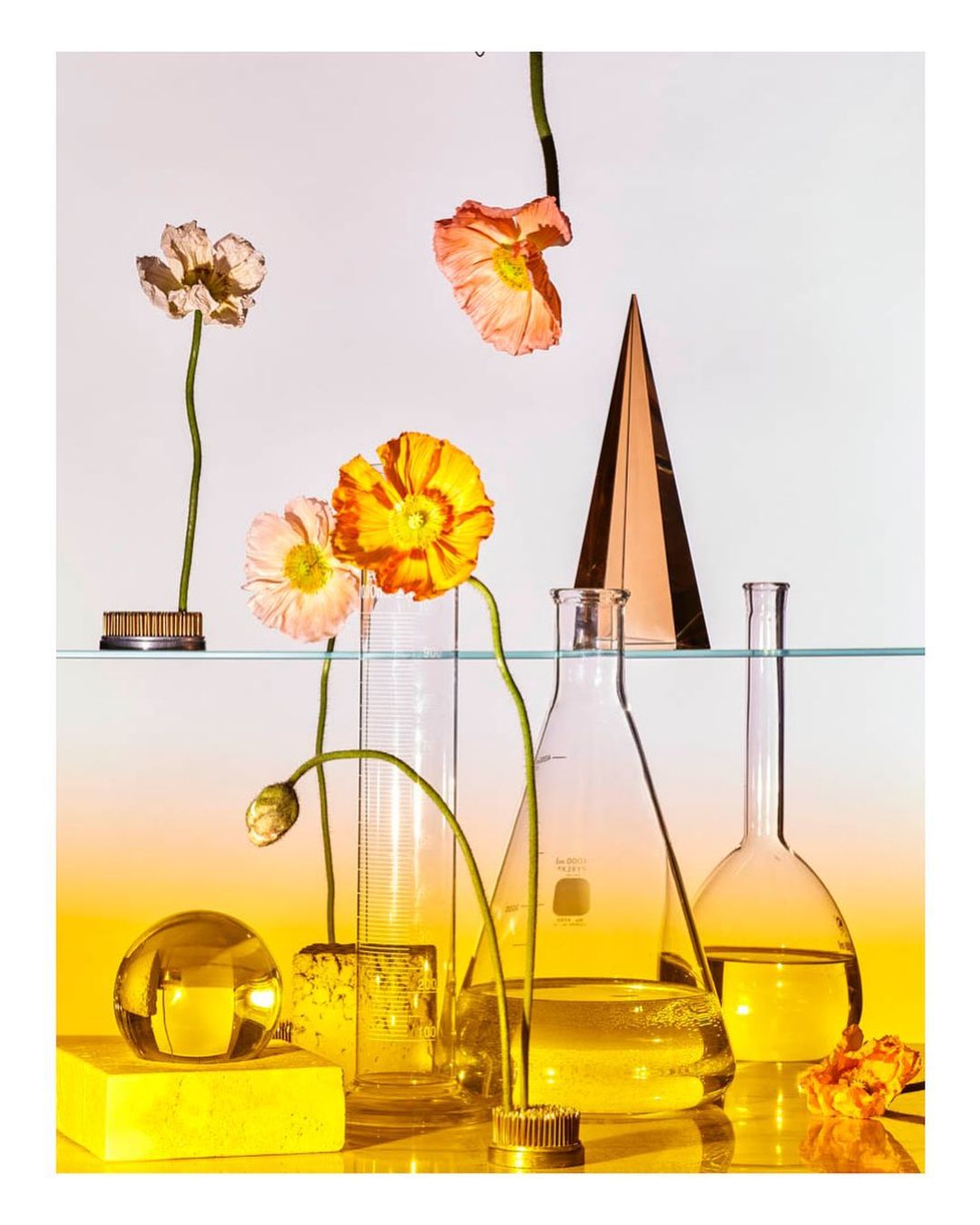 Still life featuring poppies, clear laboratory glassware, a golden geometric prism, a golden sphere, and a yellow background.