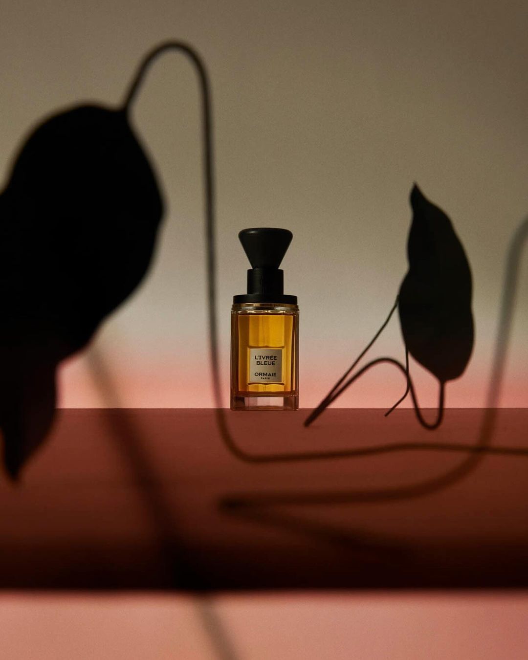 Perfume bottle in a glass container with a black cap on a light backdrop with shadows of plant stems and leaves.