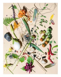 Flat lay photography of colorful flowers, vegetables, feathers, and natural specimens arranged on a beige background.