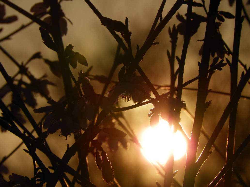 Silhouetted tree branches with small blossoms are backlit by a bright, warm light source, creating a soft, ethereal feel in a nature scene.