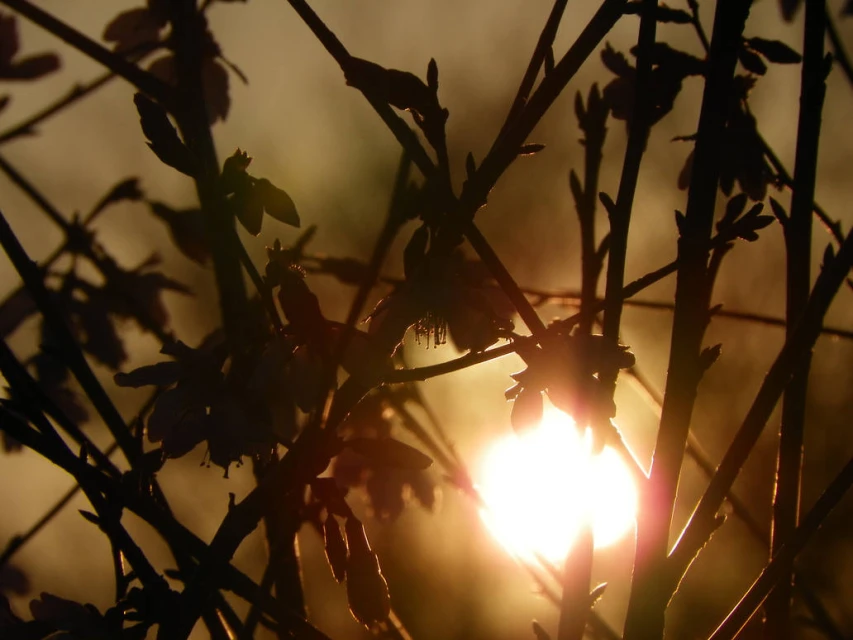 Silhouetted tree branches with small blossoms are backlit by a bright, warm light source, creating a soft, ethereal feel in a nature scene.