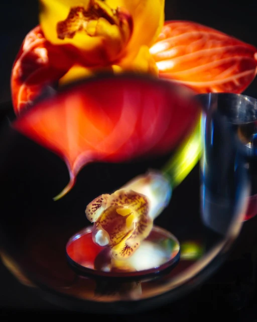 Macro shot of an orange and yellow orchid with a small white and brown flower on a reflective surface in a dark setting.