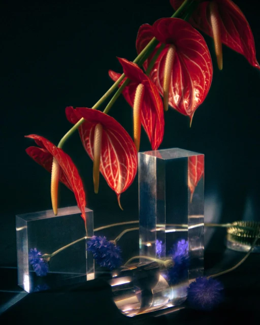 Still life photography of red anthurium flowers on transparent acrylic pedestals with blue cornflowers against a dark background.