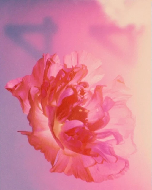 Close-up of a pink and orange flower blossom set against a pastel pink, orange, and purple gradient background. Floral still life.