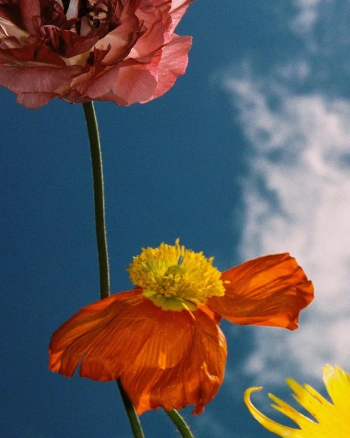 Floral arrangement featuring pink, orange, and yellow flowers with green stems against a blue sky with soft white clouds.