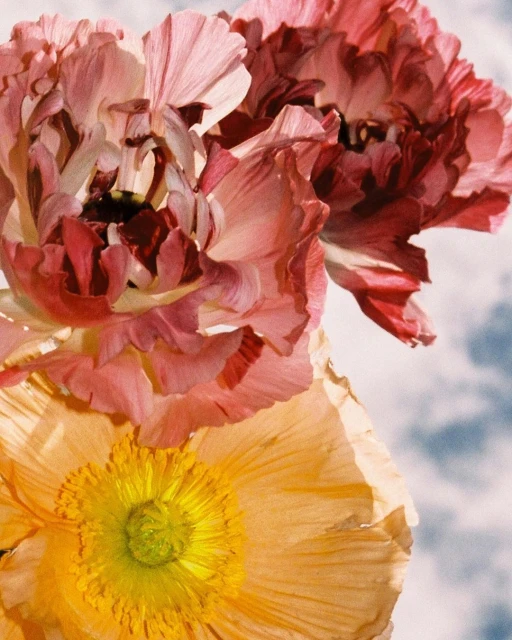 Close-up of pink and yellow ranunculus flowers in full bloom against a soft, cloudy sky, showcasing soft petals and vibrant colors.