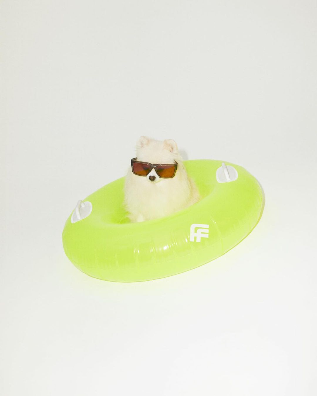 Dog wearing sunglasses and sitting in an inflatable tube against a white background in a studio shot for summer.