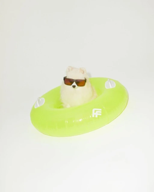 Dog wearing sunglasses and sitting in an inflatable tube against a white background in a studio shot for summer.