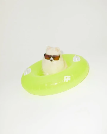 Dog wearing sunglasses and sitting in an inflatable tube against a white background in a studio shot for summer.