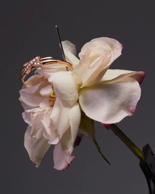 Close-up of a rose gold ring with diamonds delicately placed atop a white rose, set against a muted grey background.