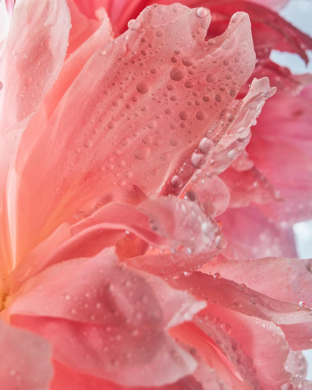 Close-up of a vibrant pink peony flower with delicate water droplets on its petals, showcasing intricate details and soft lighting.
