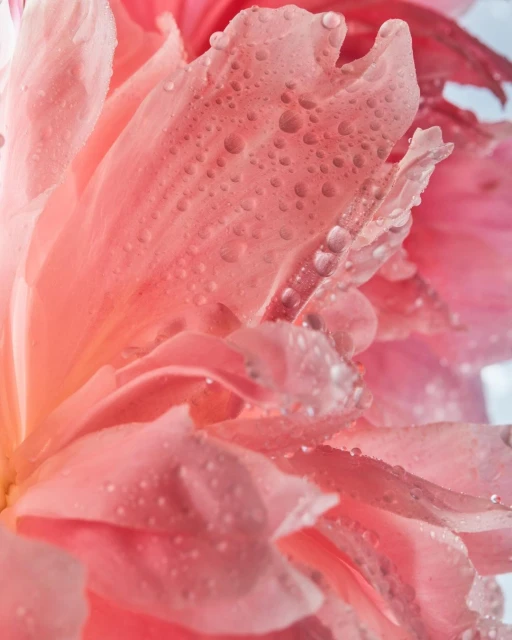 Close-up of a vibrant pink peony flower with delicate water droplets on its petals, showcasing intricate details and soft lighting.