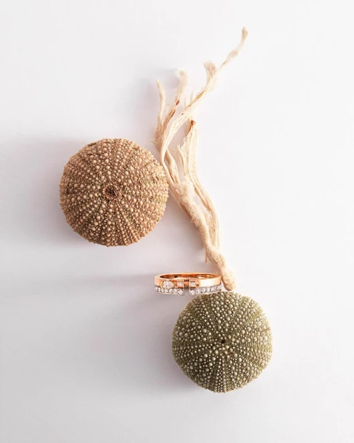 Elegant golden ring adorned with stones between two sea urchin shells and a dried plant on a stark white background.