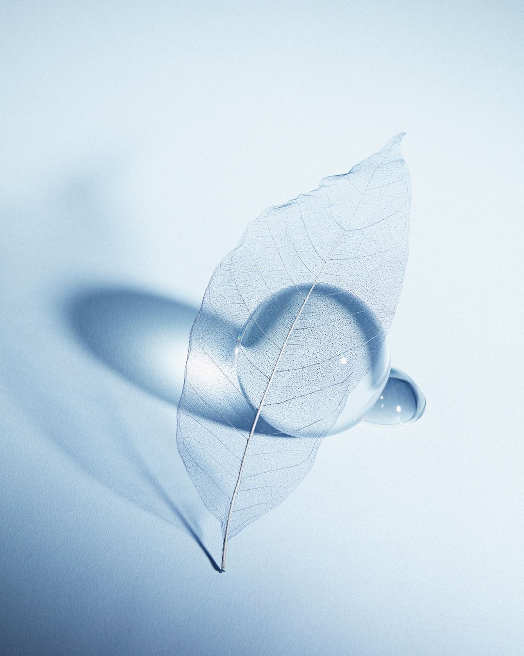 Skeletal leaf with clear water droplet resting on its surface, set against a light blue background with a soft shadow effect.