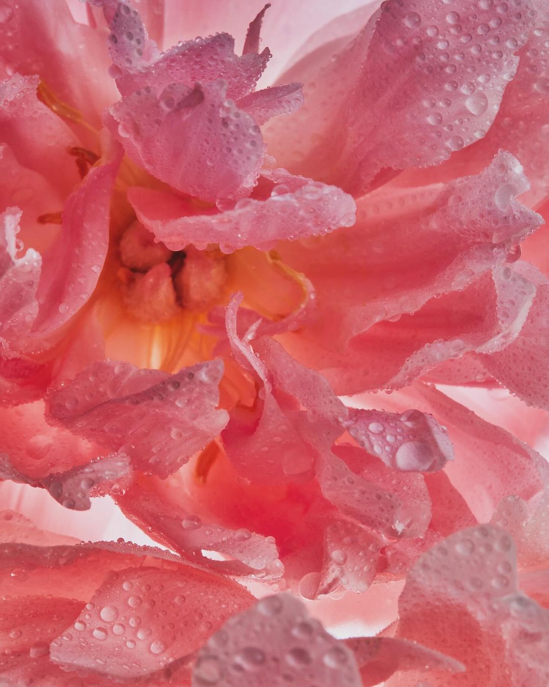 Close-up of a peony flower in shades of pink with translucent water droplets on its petals, soft focus, soft light.