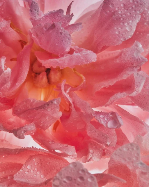 Close-up of a peony flower in shades of pink with translucent water droplets on its petals, soft focus, soft light.
