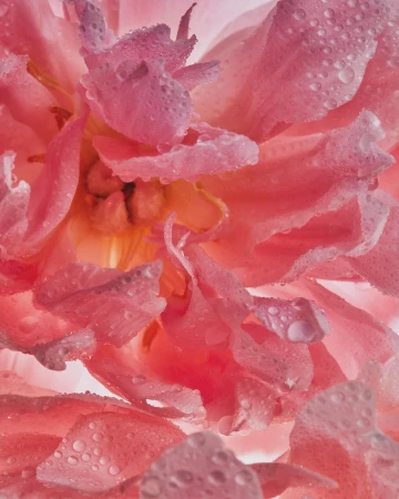 Close-up of a peony flower in shades of pink with translucent water droplets on its petals, soft focus, soft light.